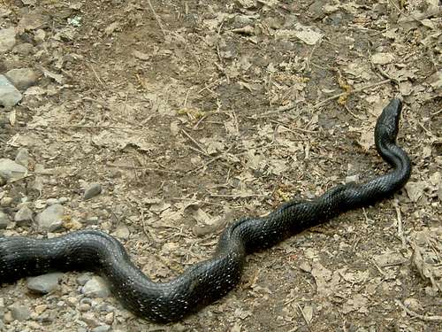 Black Snake in Little Fort Valley