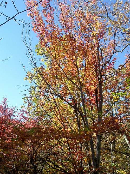 Fall Colors Near FR 274