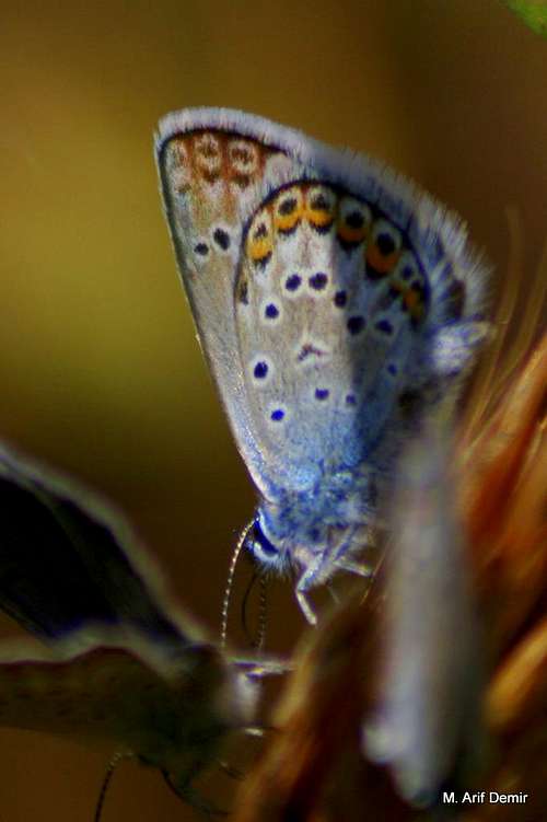 Many-eyed blue butterfly