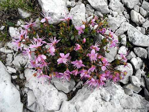 Alpine flora (Rhodothamnus chamaecistus), Val Formin