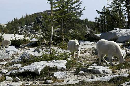 Mountain Goats in the Enchantments