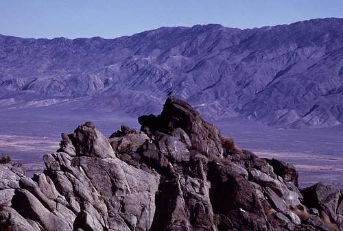 Raven and Owens Valley