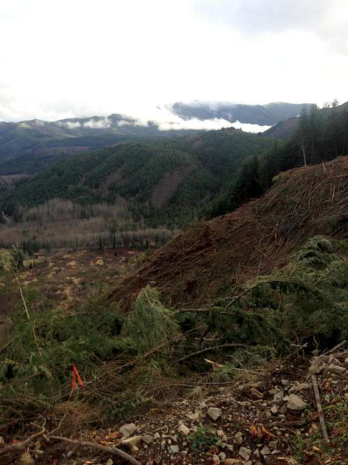 View from the clearcut