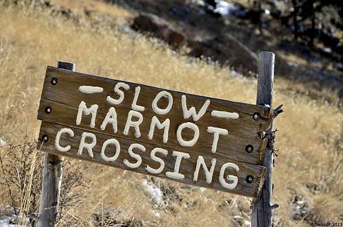 Slow Marmot crossing