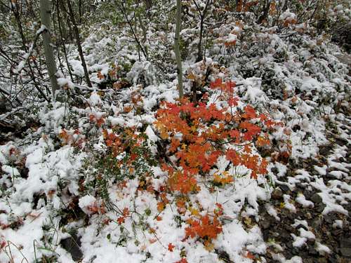 Fall colors highlighted by new snow