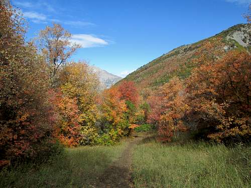 Fall colors on upper trail