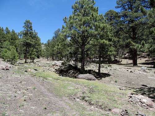 Ponderosa Pine forest along the trail