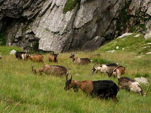 Goats in the Lafais valley