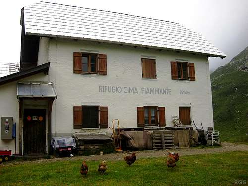 Free ranging chickens around the Lodner Hütte