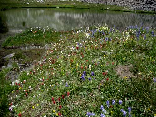 Crazy Colorful Wildflowers on the Slopes of Hyndman Peak