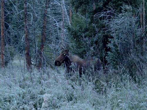 Moose near the Trailhead....