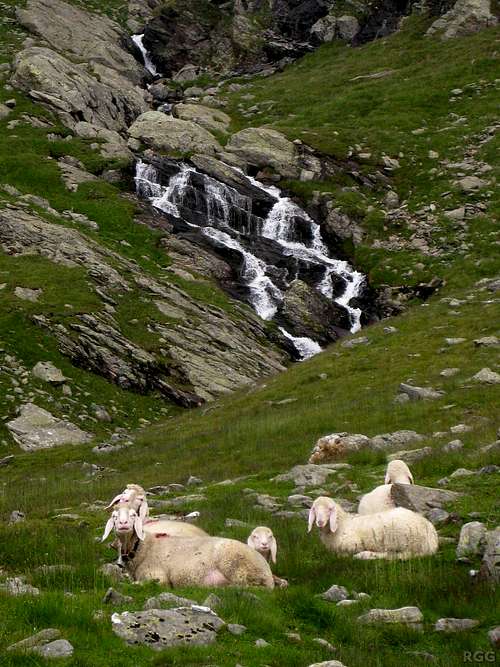 Sheep near the (former) Königshof Alm, with the Schrambach in the background