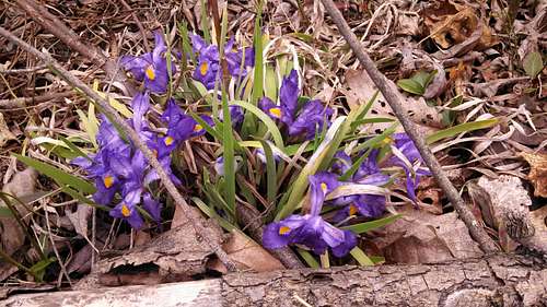 springtime flowers auxier ridge trail