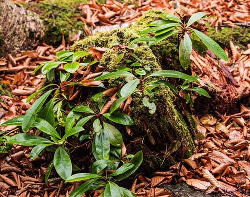 Nurse log with rhododendron growing