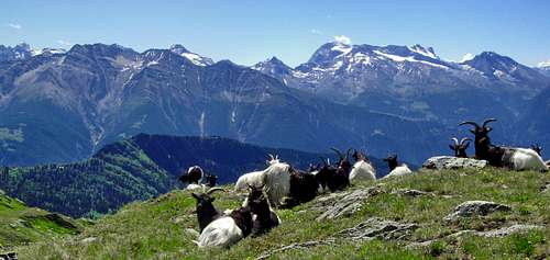 Goats near Belalp