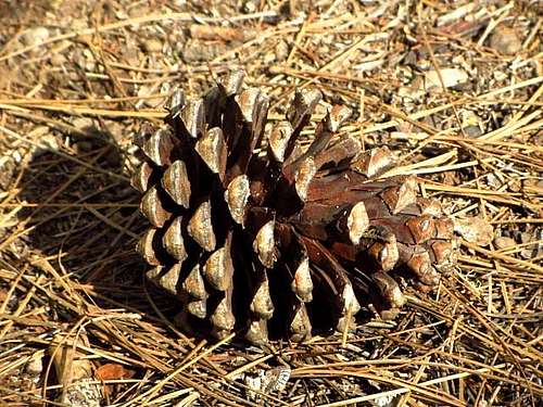 Pine cone at Tamadaba