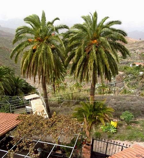 Palm trees in Sorrueda