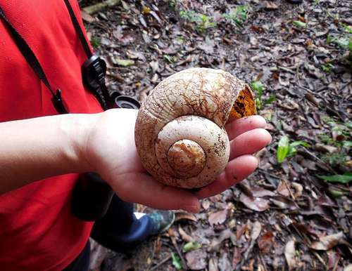 Giant snail
