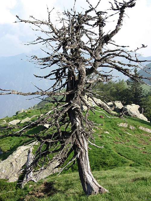 A dead tree near La Cima