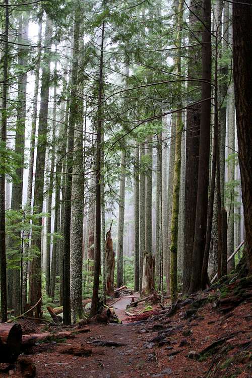 Mount Si forest
