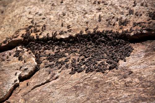 Boxelder bugs sunning on the rock