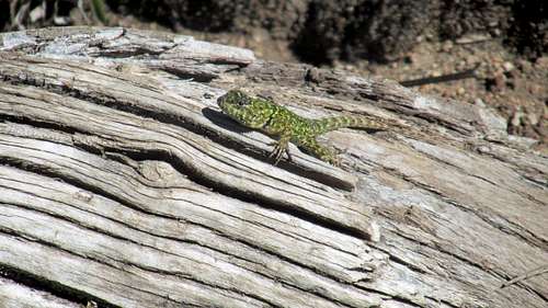 Chirripo Lizard