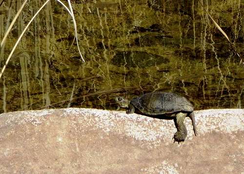 Turtle in Sespe Creek
