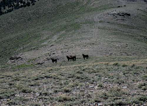 Bald Mountain horses