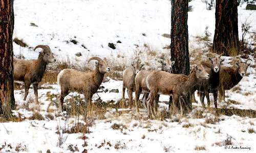 Bighorns in winter