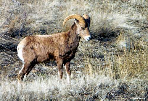 Young Bighorn Ram