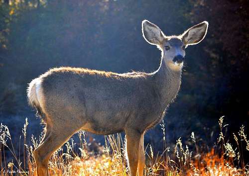 Young Mule Deer Doe