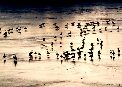 Geese On Ice