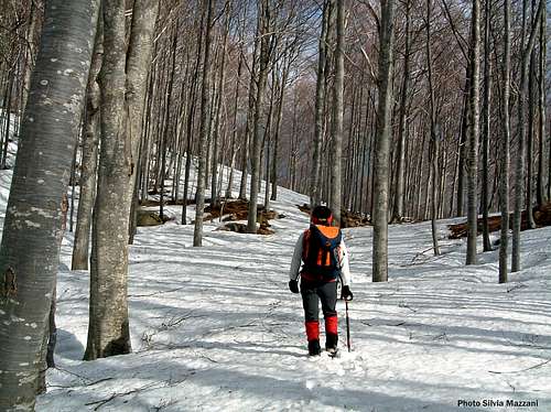 Beech's wood in early spring on the Valditacca route to Monte Sillara