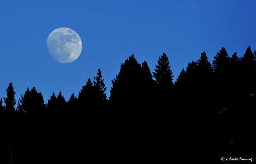 February Moon Over Pine Forest