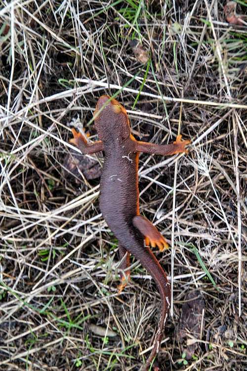 Salamander, Cache Creek Wilderness