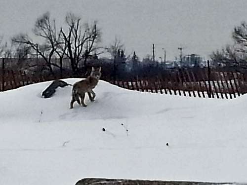 Wolf or Coyote?