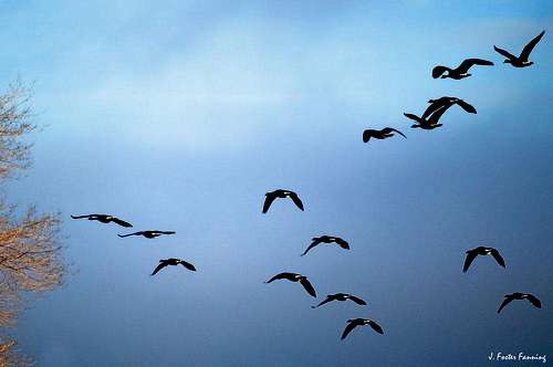 Goose Flock in Flight
