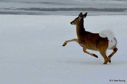 Whitetail Doe on Kettle River Ice