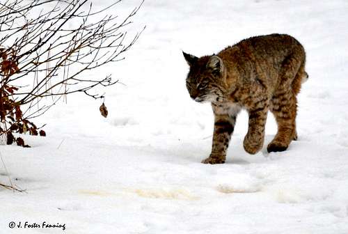 Young Female Bobcat