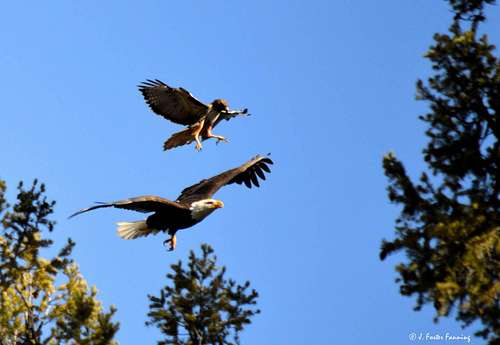 Redtail Hawk on Bald Eagle
