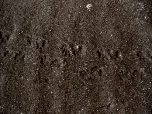 Fossil footprints