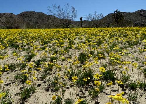 Carpets of Coreopsis