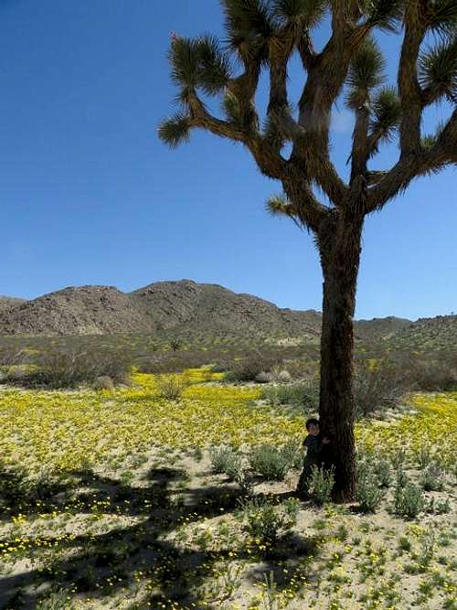 Have you hugged a Joshua Tree today?