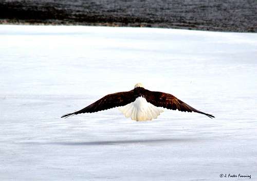 Bald Eagle Takeoff