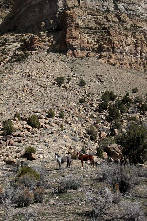 Main Canyon with mustangs