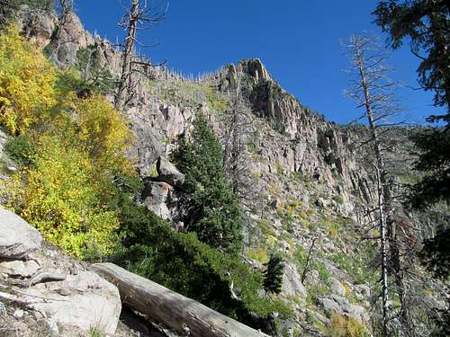 foliage near the ridge crest