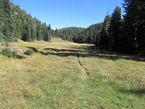 looking back at summit area meadow