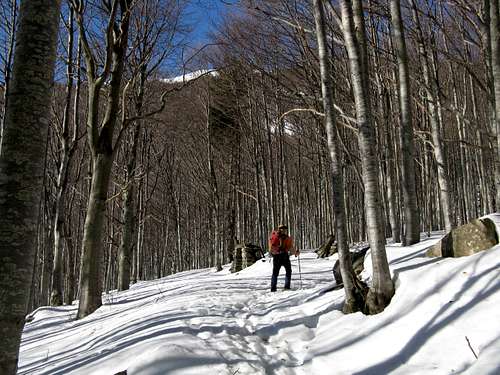 Approach inside the beech-wood, Monte Orsaro