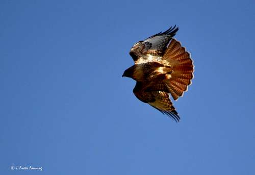 Redtail Hawk in dive