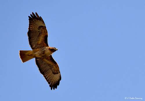 Redtail Hawk Soaring